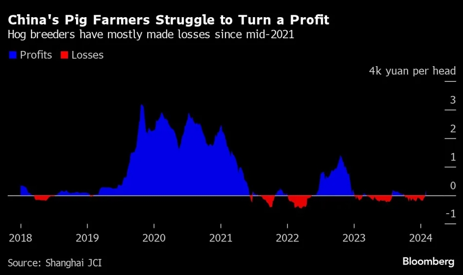 图：自2021年以来，生猪养殖者出现了大规模亏损  来源：Bloomberg